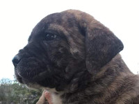 cucciolo cane corso tigrato